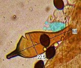 Panaeolus bisporus image