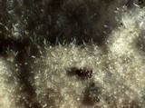 Peniophorella pubera image