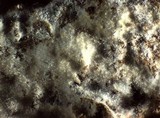 Peniophorella pubera image