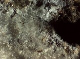 Peniophorella pubera image