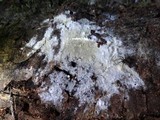 Peniophorella pubera image
