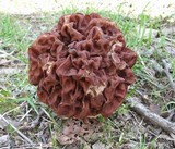 Discina caroliniana image