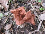 Gyromitra brunnea image