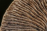 Panaeolus cinctulus image