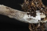 Panaeolus cinctulus image