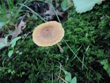 Entoloma strictipes image