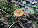 Entoloma strictipes image