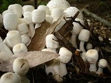Leucocoprinus cepistipes image