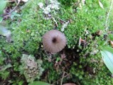 Entoloma querquedula image