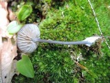 Entoloma querquedula image