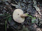 Lactarius quietus image