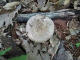 Lactarius argillaceifolius image
