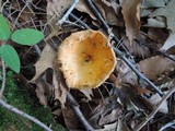 Lactarius croceus image