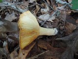 Lactarius croceus image