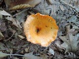 Lactarius croceus image