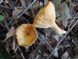 Lactarius croceus image