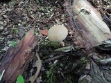 Boletus pallidus image