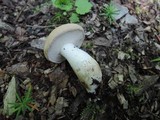 Boletus pallidus image