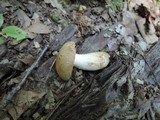 Boletus pallidus image