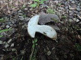 Boletus pallidus image