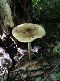 Hymenopellis megalospora image
