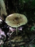 Hymenopellis megalospora image