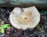 Lactarius subpalustris image