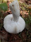 Russula vesca image