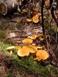 Cantharellus enelensis image