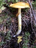 Amanita flavoconia var. flavoconia image