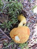 Amanita flavoconia var. flavoconia image