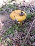 Amanita flavoconia var. flavoconia image