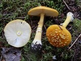 Amanita flavoconia var. flavoconia image