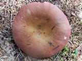 Russula paludosa image