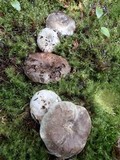 Russula dissimulans image