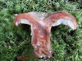 Russula dissimulans image