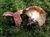Russula dissimulans image