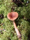 Lactarius camphoratus image