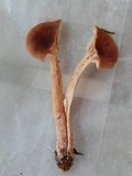 Lactarius camphoratus image