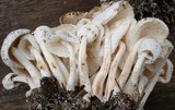 Leucocoprinus cepistipes image