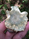 Russula parvovirescens image