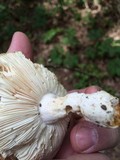 Russula parvovirescens image