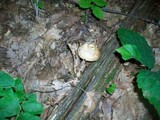 Amanita amerirubescens image