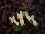 Helvella crispa image