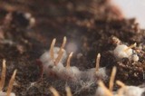 Arxiomyces vitis image
