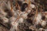Arxiomyces vitis image