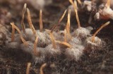 Arxiomyces vitis image
