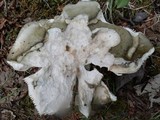 Russula aeruginea image