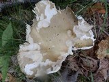 Russula aeruginea image