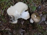 Russula aeruginea image